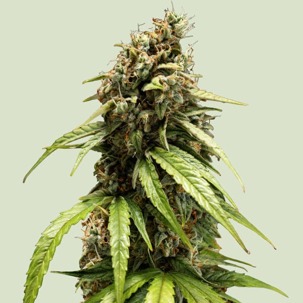 orion-f1_semenacannabis_cz